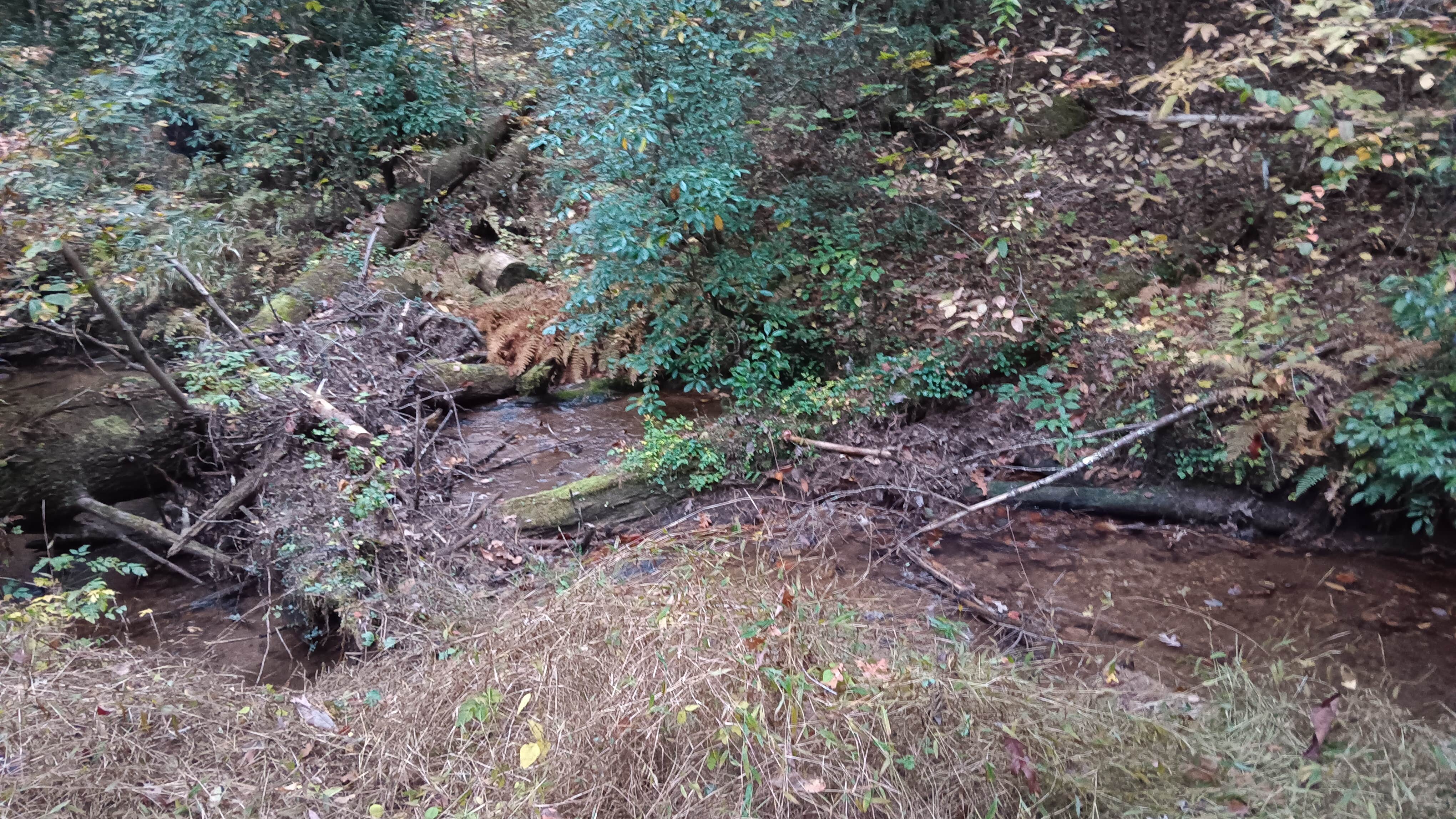 Camper submitted image from Dicks Creek Falls Campsites off Main Road - 3