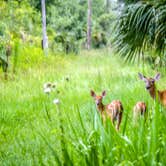 Review photo of Palmetto Ridge Campground — Myakka River State Park by Perry J., August 12, 2019