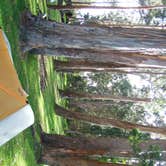 Review photo of Nāmakanipaio Campground — Hawai'i Volcanoes National Park by Jessica F., September 25, 2016