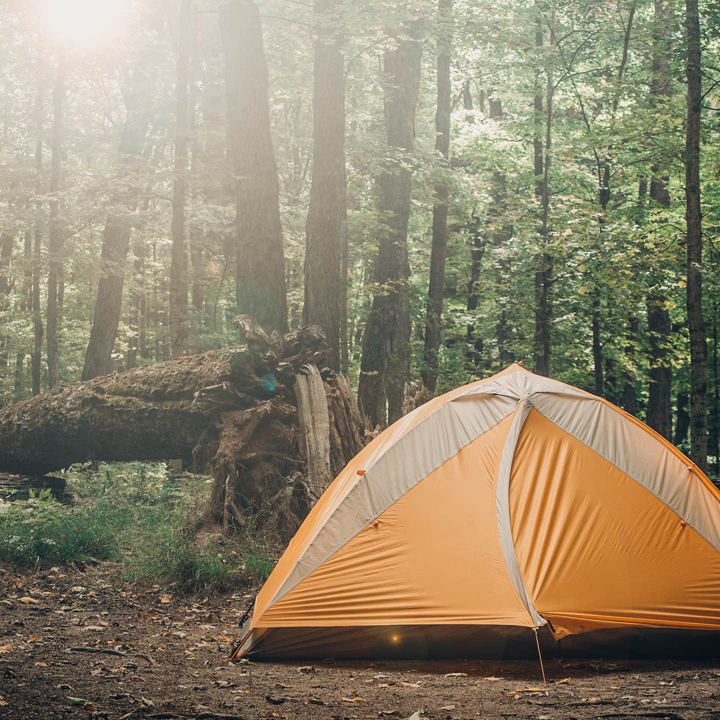 Camper submitted image from Mulberry River Outdoor Adventures - 3