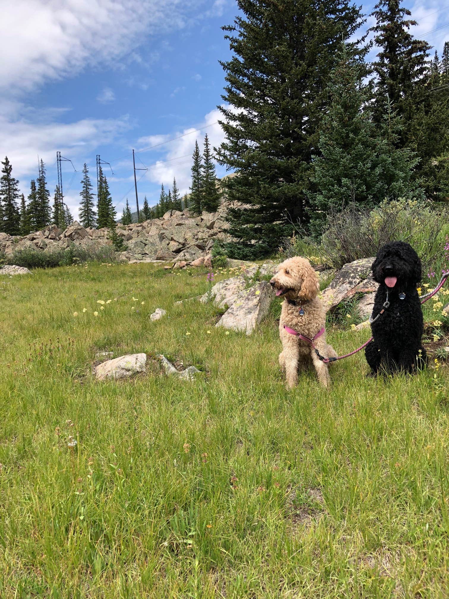 Camper-submitted photo at Peru Creek Designated Dispersed Camping near Silver Plume, CO