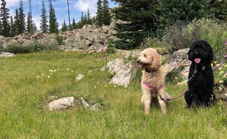 Trevor F.'s photo of camping with pets at Peru Creek Designated Dispersed Camping near Dillon, CO