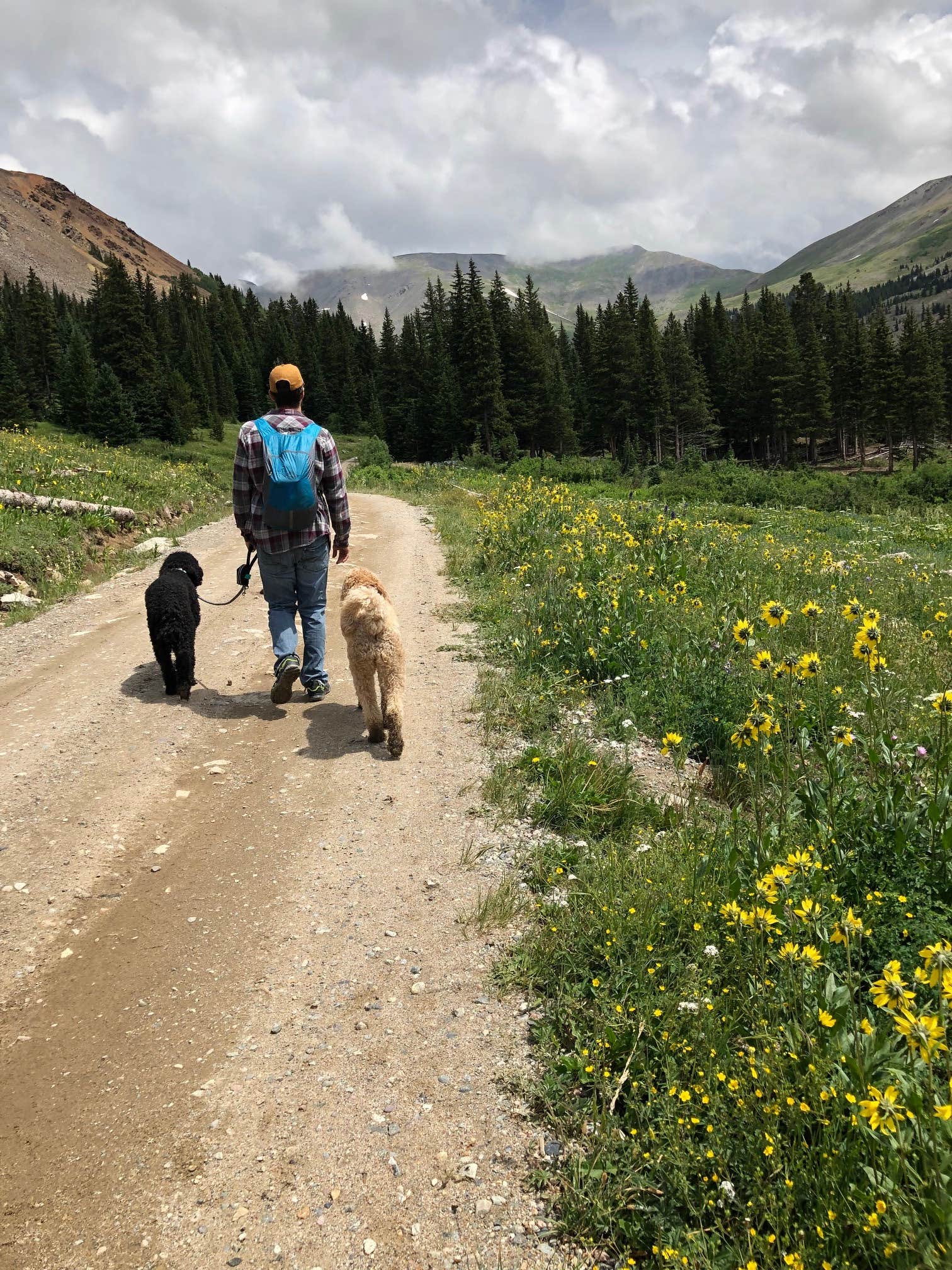 Trevor F.'s photo of camping with pets at Peru Creek Designated Dispersed Camping near Silver Plume, CO