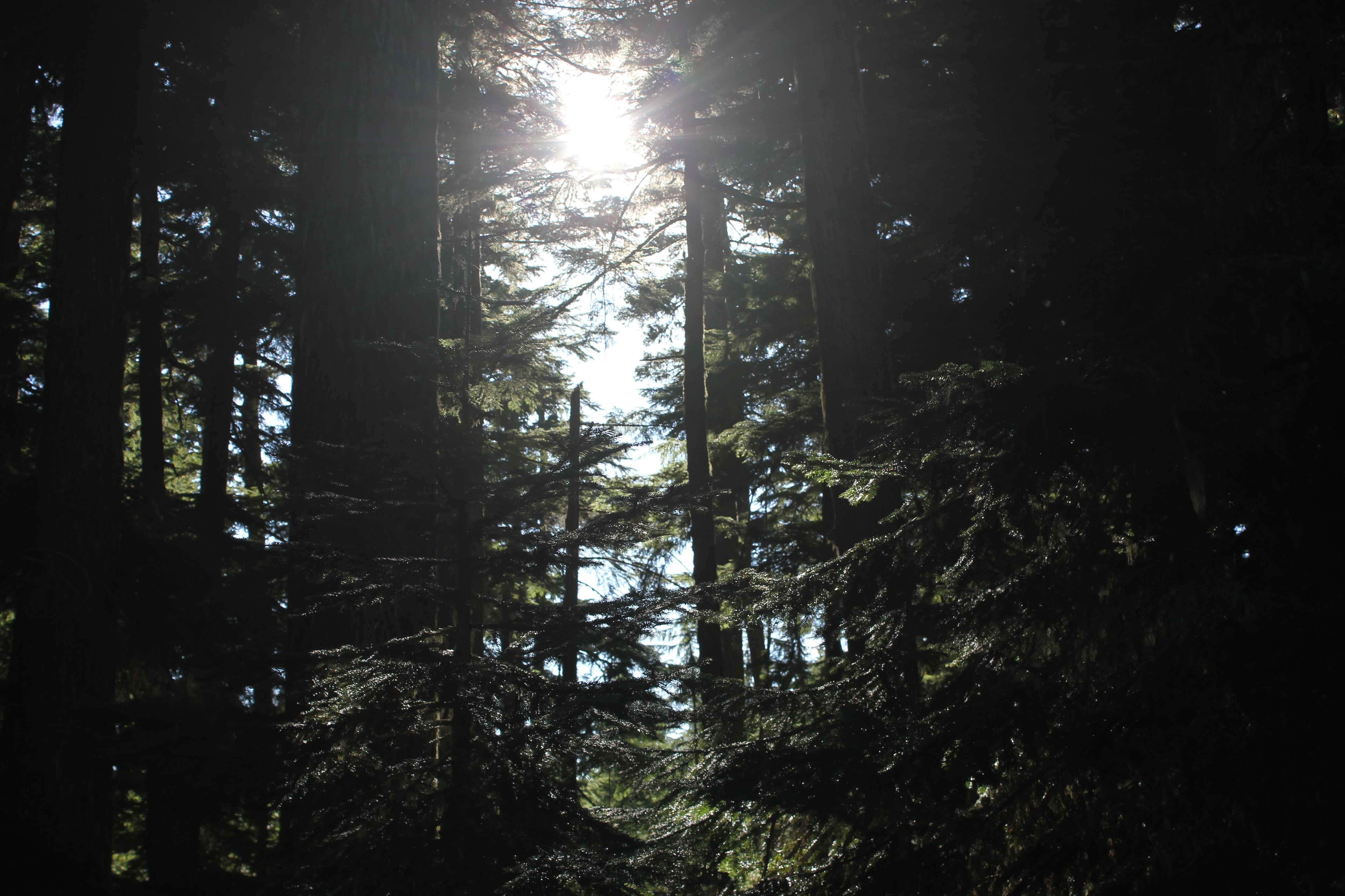 Nature