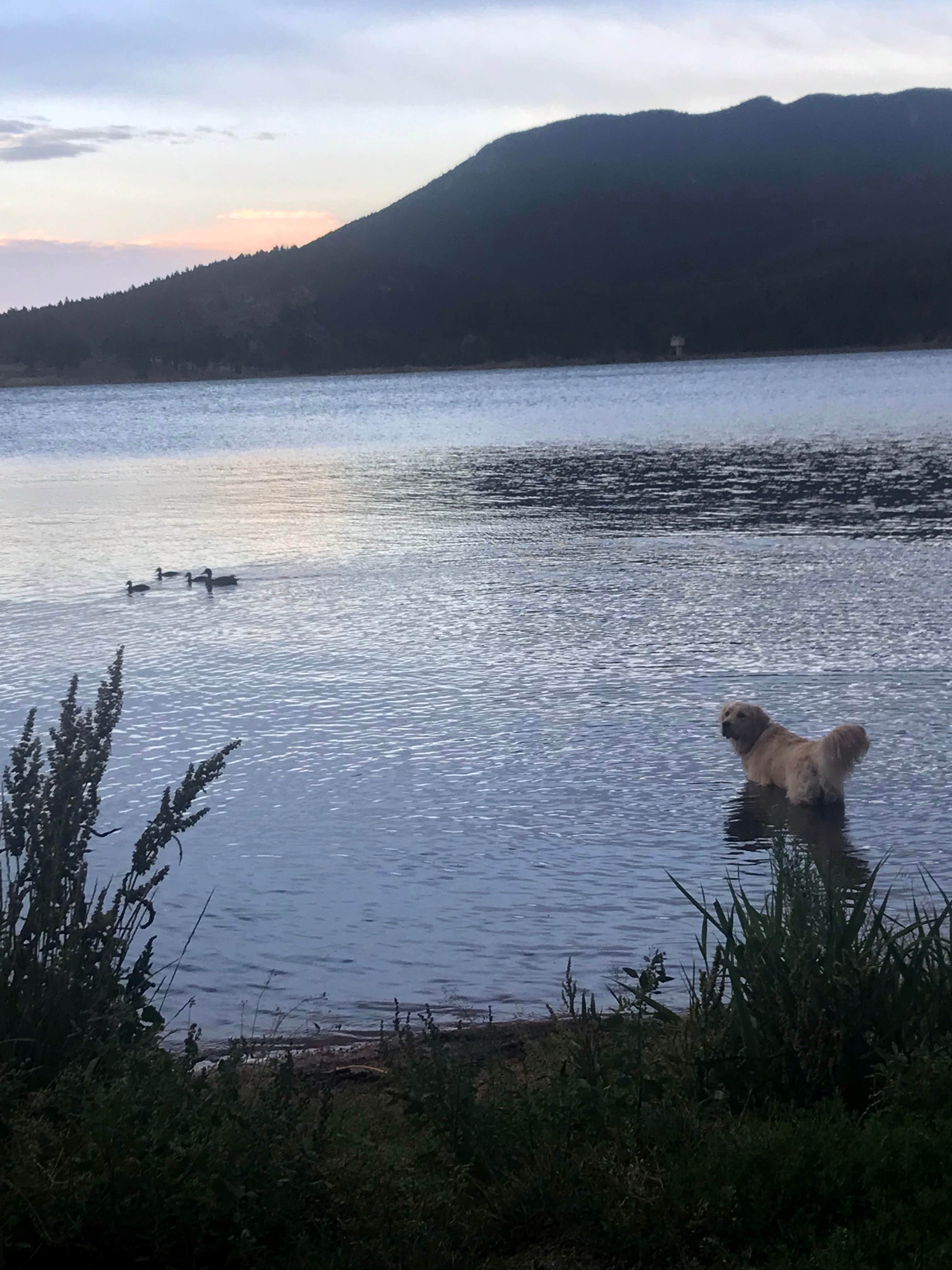 Linda D.'s photo of camping with pets at Castle Mountain Recreation Area at Wellington Lake near Grant, CO