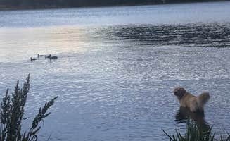Linda D.'s photo of camping with pets at Castle Mountain Recreation Area at Wellington Lake near Buffalo Creek, CO