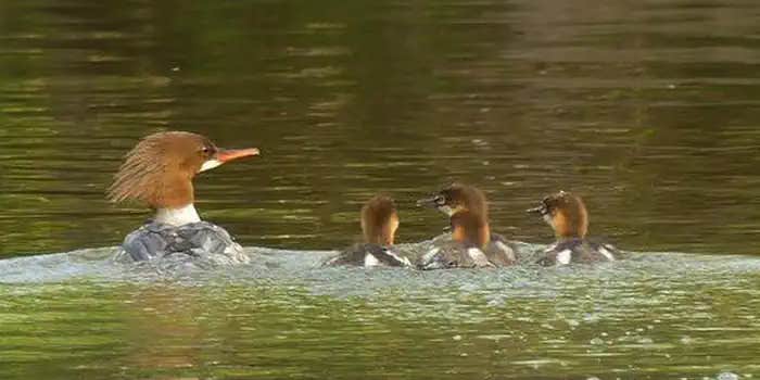 Camper submitted image from Two Rivers Backcountry Camping — Ozark National Scenic Riverway