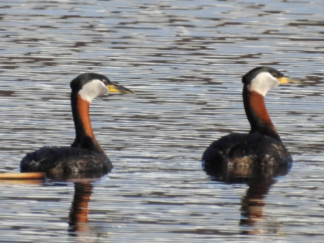Camping near Eagle River Campground Public Use Cabin & Group Camping Area — Chugach State Park: Military Park Fort Richardson Upper Otter Lake Campground, Elmendorf Air Force Base, Alaska