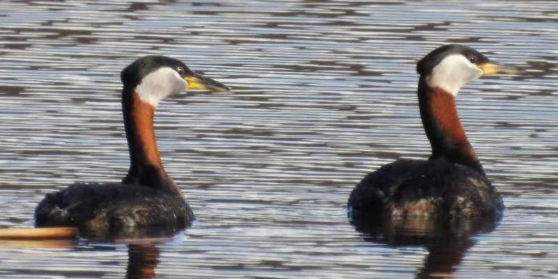 Camper submitted image from Military Park Fort Richardson Upper Otter Lake Campground