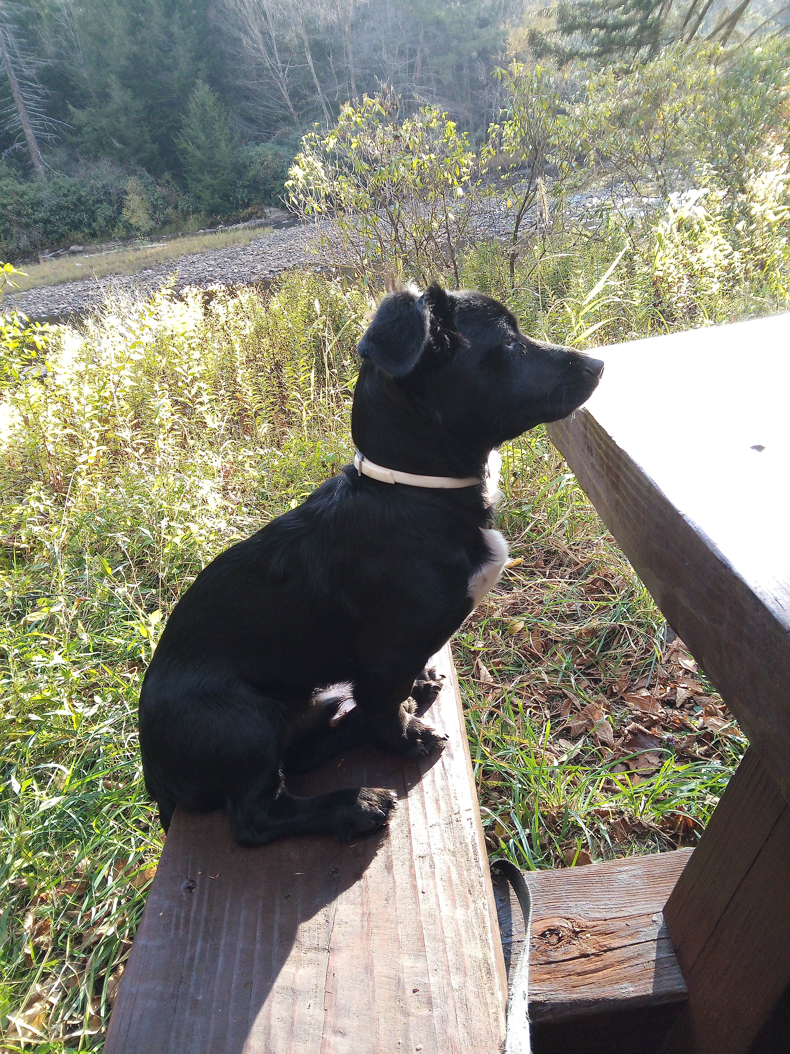 Camper-submitted photo at Stonecoal Dispersed Camping Area near Craigsville, WV