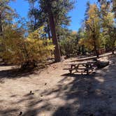 Review photo of Stone Creek Campground — Mount San Jacinto State Park by syl D., November 3, 2025
