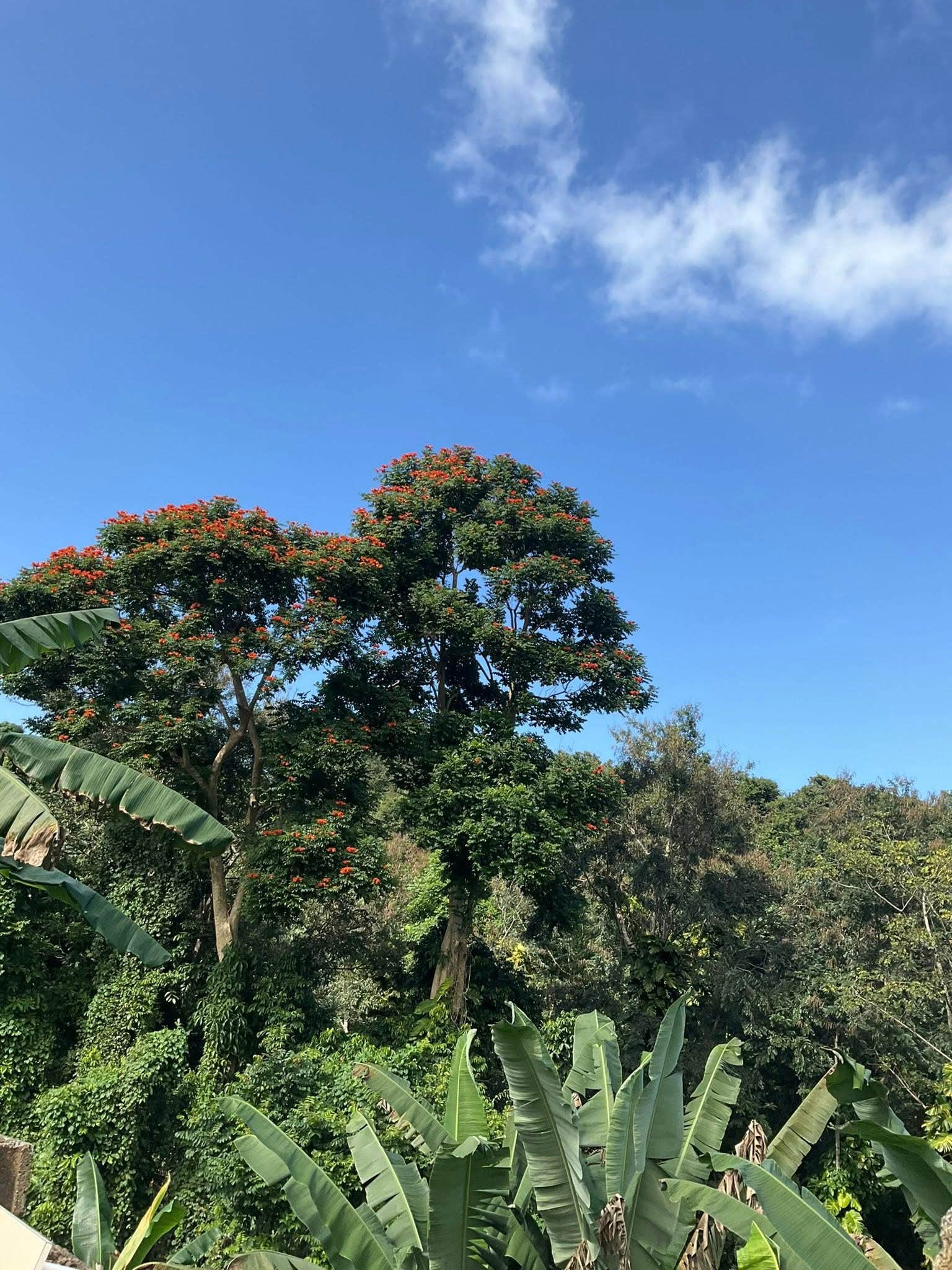 Camper-submitted photo at Rancho Gallardo in Puerto Rico