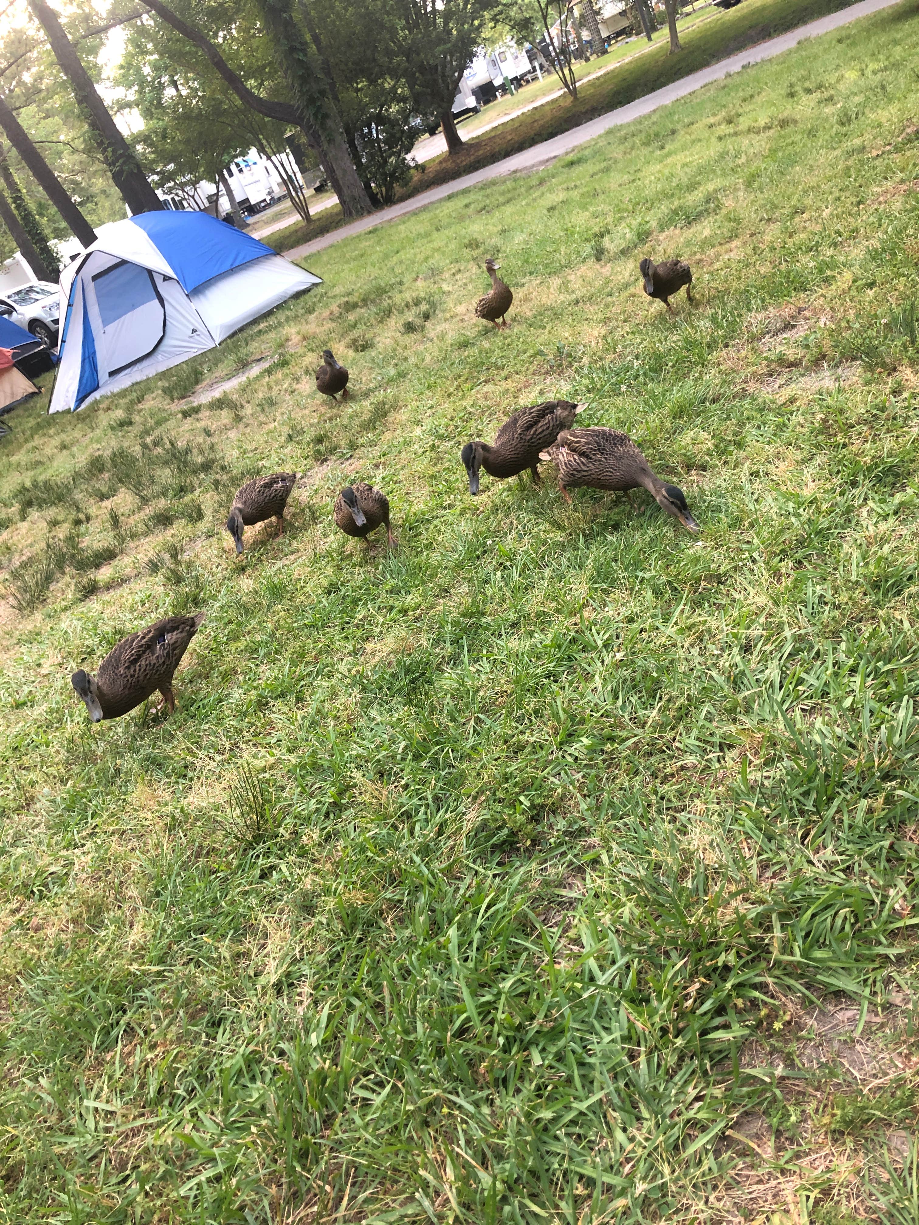 Joshua S.'s photo at Holiday Trav-L-Park near Hampton, VA