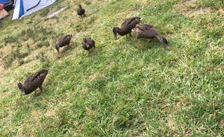 Joshua S.'s photo at Holiday Trav-L-Park near Hampton, VA