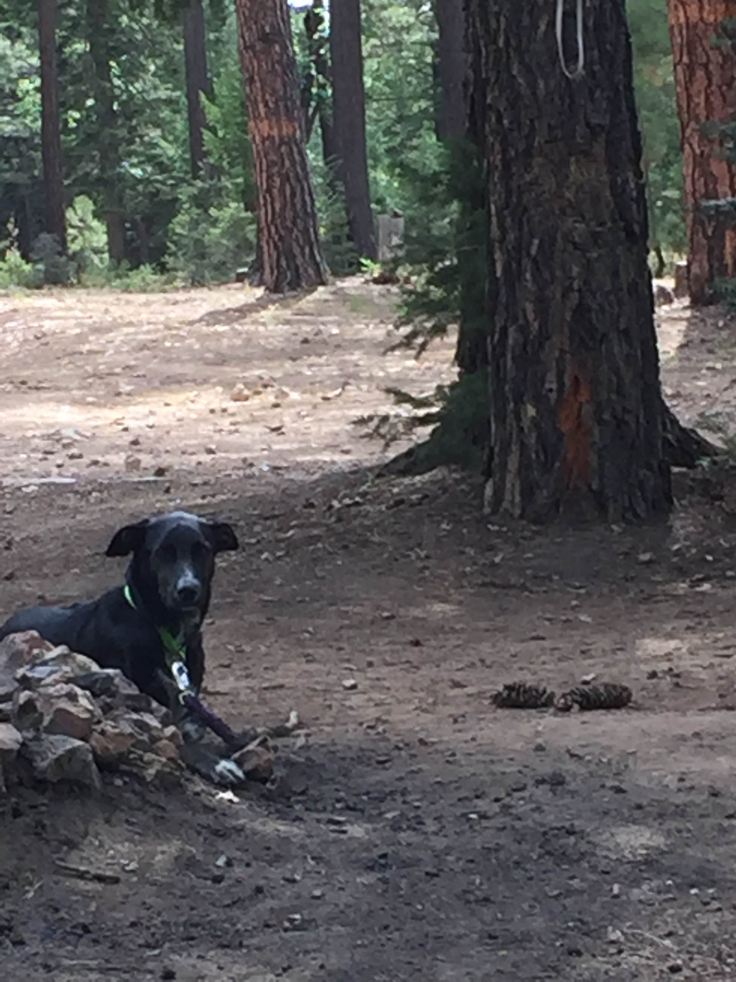 Patrick R.'s photo of camping with pets at Bear Canyon Lake and Camping Area near Heber-Overgaard, AZ