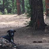 Review photo of Bear Canyon Lake and Camping Area by Patrick R., August 13, 2019