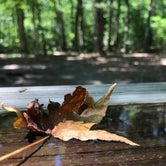Review photo of Newport News Park by Becky C., August 14, 2019