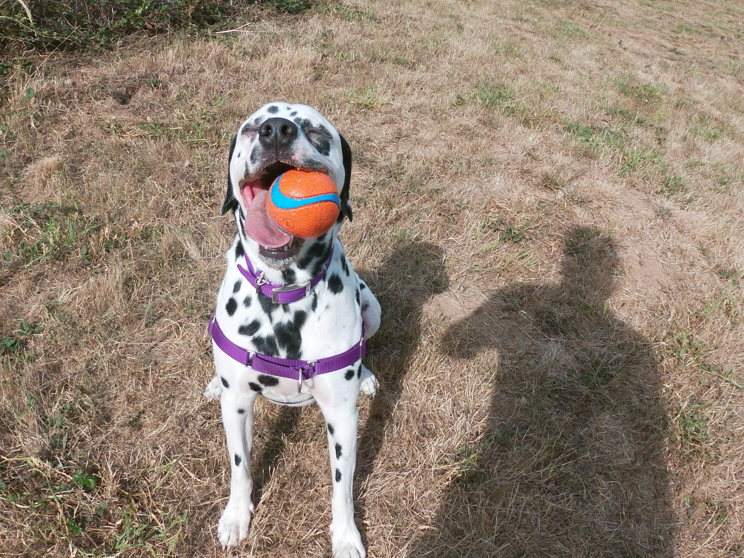 Jamie B.'s photo of camping with pets at Mountaindale Cabin Village — L.L. Stub Stewart Memorial State Park near Scappoose, OR