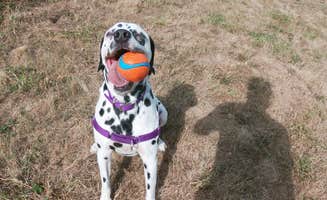 Jamie B.'s photo of camping with pets at Mountaindale Cabin Village — L.L. Stub Stewart Memorial State Park near Beaverton, OR