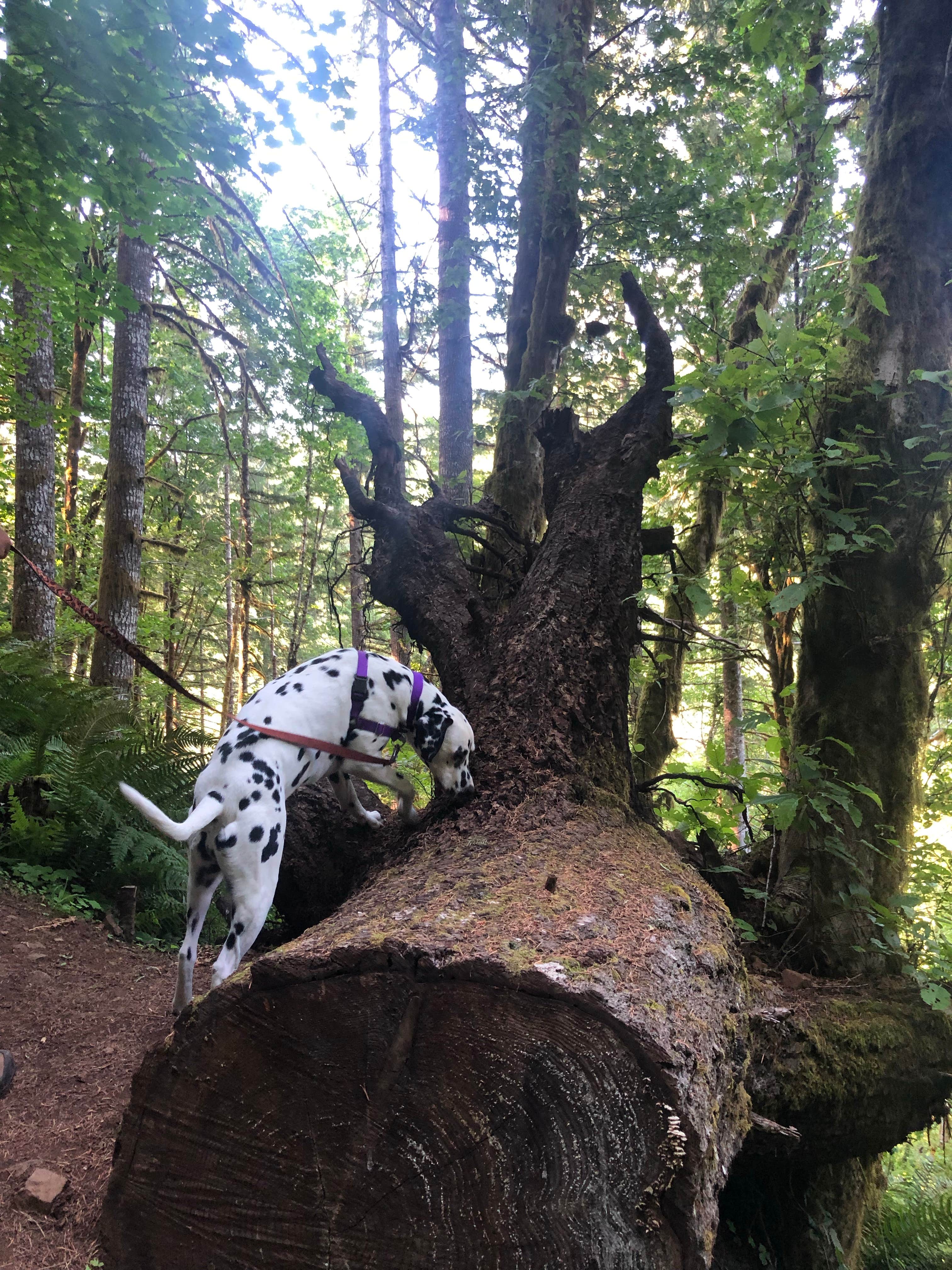 Jamie B.'s photo of camping with pets at Cape Lookout State Park Campground near Willamina, OR