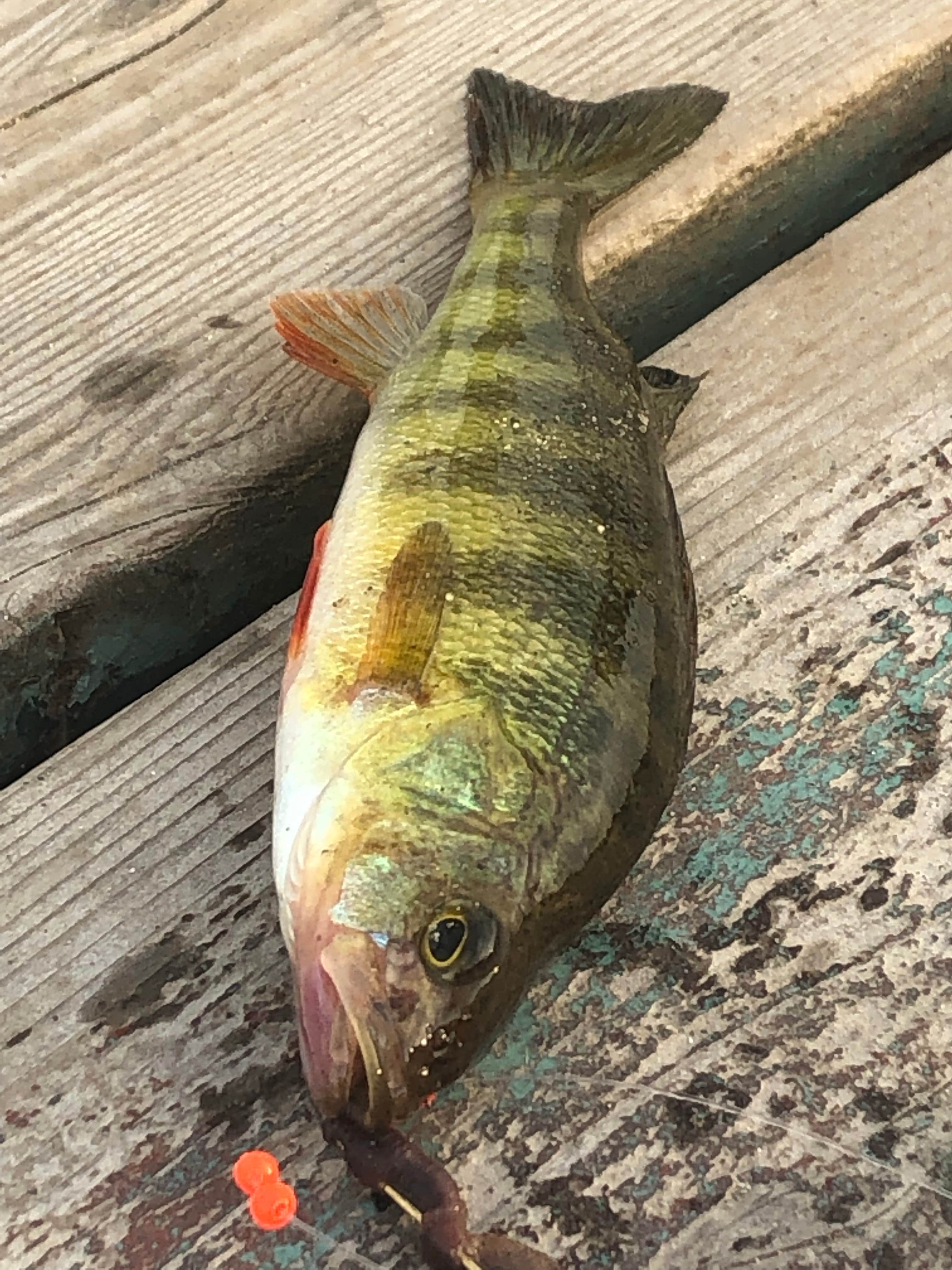 Camper-submitted photo at Abnaki Family Camping Center near Hinckley, ME