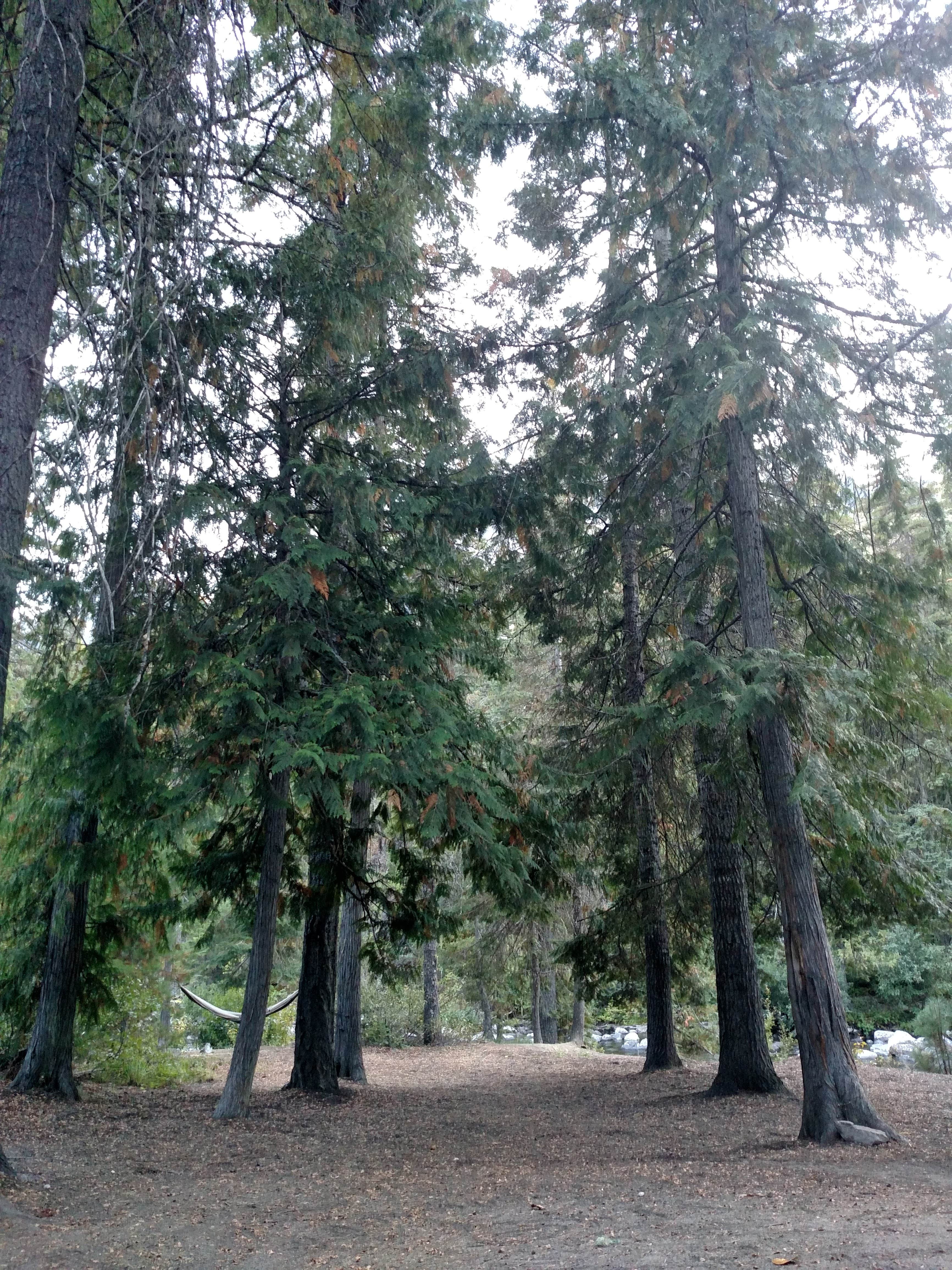 Camper submitted image from Johnny Creek Campground - 2
