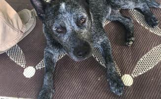 Paul B.'s photo of camping with pets at Misty Mountain Camp Resort near Stuarts Draft, VA