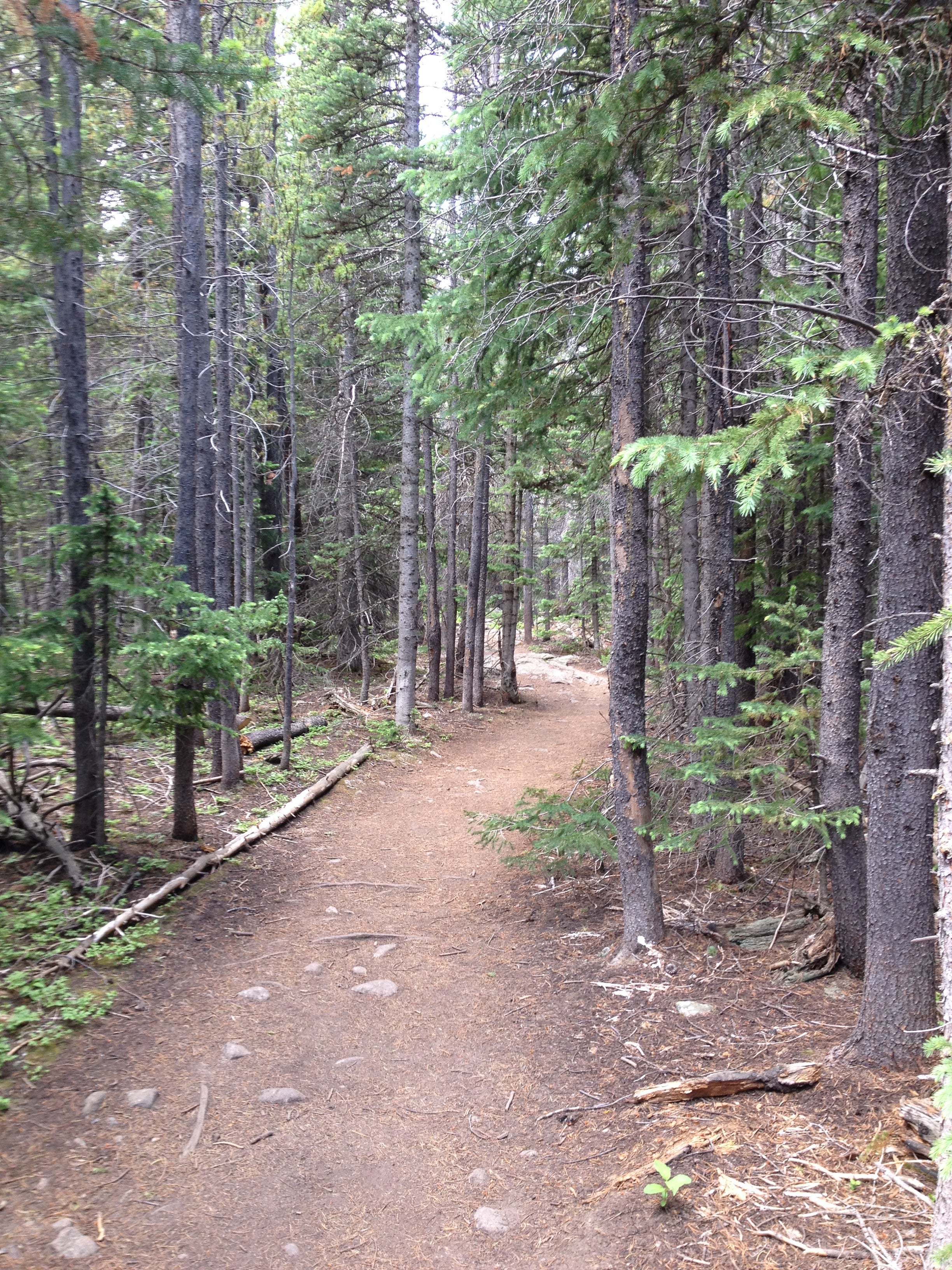 Camper submitted image from Yogi Bear's Jellystone Park at Estes Park - 5