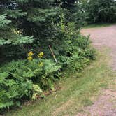 Review photo of Temperance River State Park Campground by Allison  K., August 14, 2019