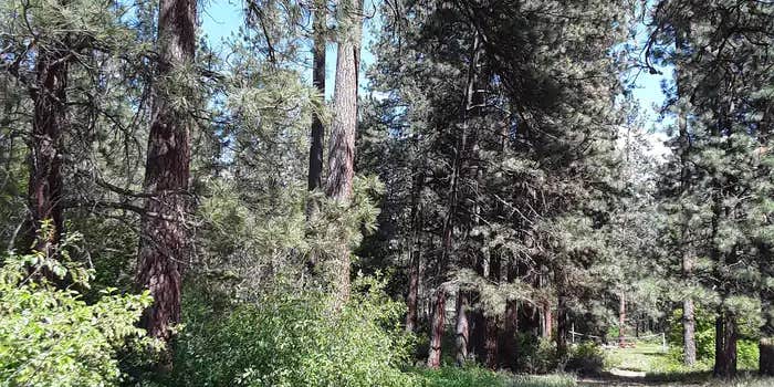 Camper submitted image from Sloway Campground — Lolo National Forest