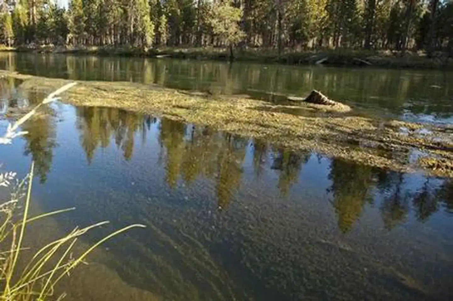 Camper-submitted photo at Wyeth Campground at the Deschutes River near Gilchrist, OR