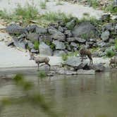 Review photo of Island Bar Recreation Site by Erin M., August 4, 2019