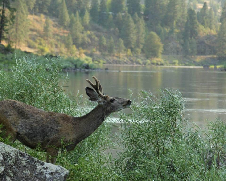 Camping near Seven Devils Campground: Island Bar Recreation Site, Riggins, Idaho