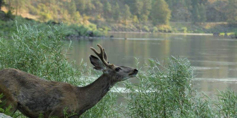 Camper submitted image from Island Bar Recreation Site