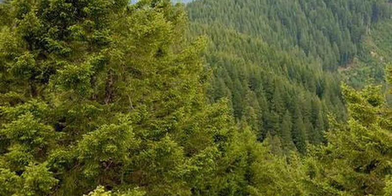 Camper submitted image from Bald Knob Lookout