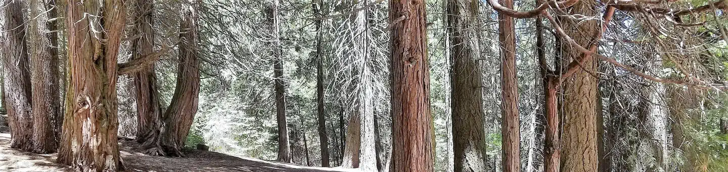 Camper-submitted photo at Holey Meadow Campground near Sequoia National Forest