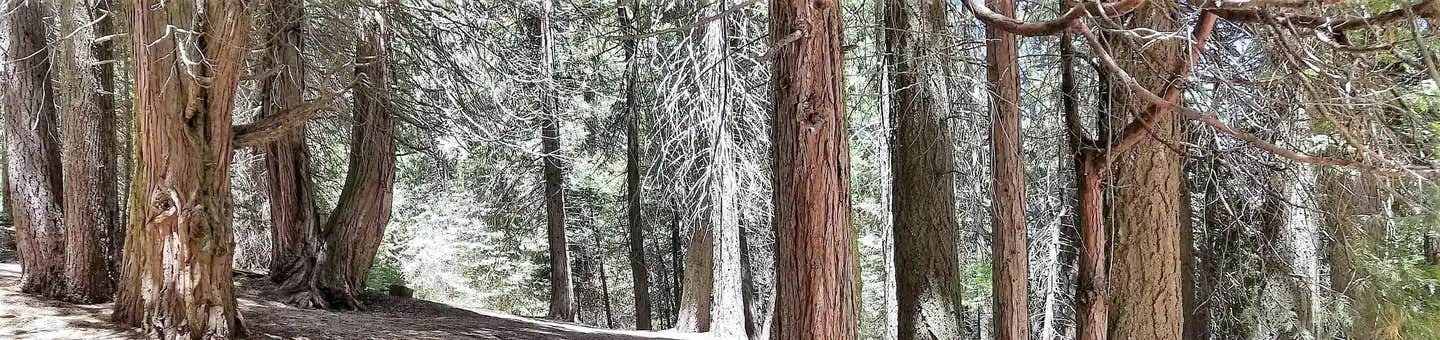 Camper submitted image from Holey Meadow Campground - 1