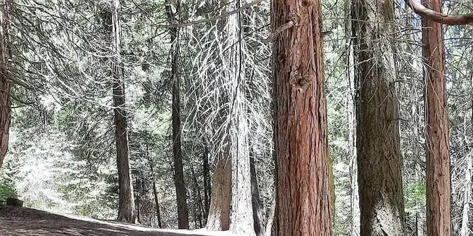 Camper submitted image from Holey Meadow Campground