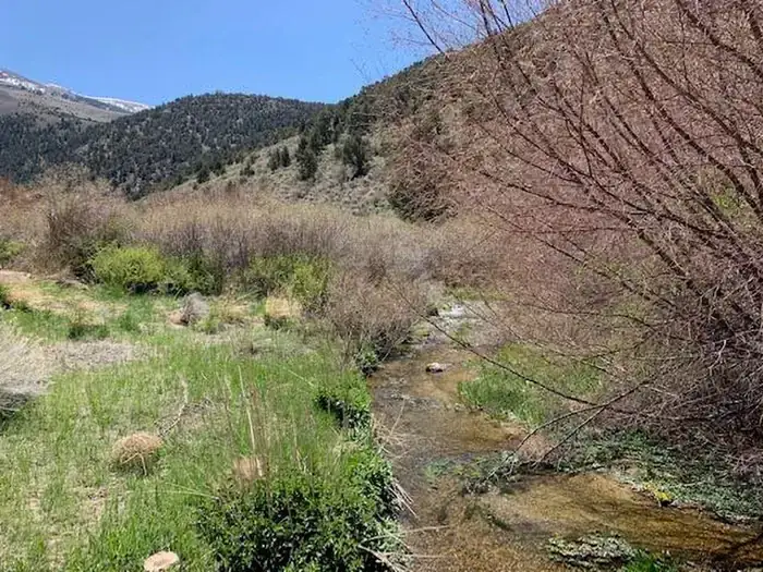 Camping near Timber Creek Campground: Bird Creek Campground, Ely, Nevada
