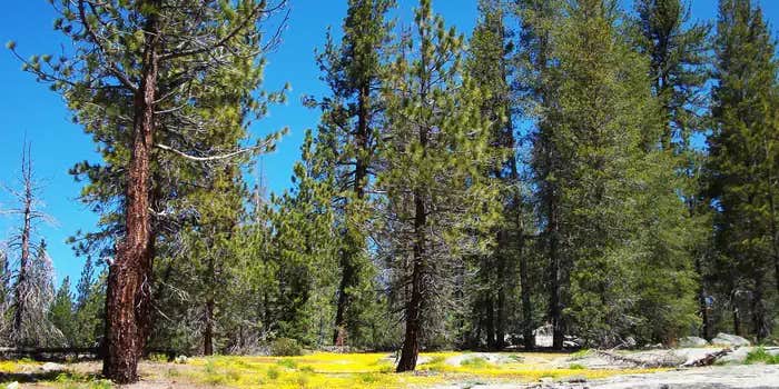 Camper submitted image from Big Meadows Cabin (CA)