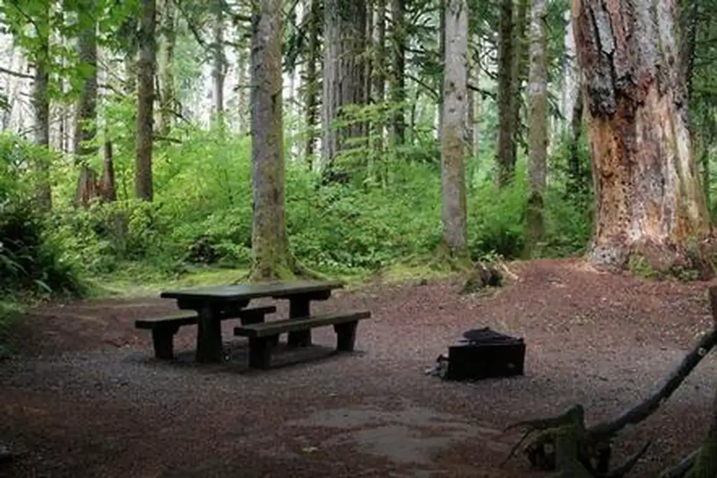 Camper-submitted photo at Horseshoe Cove Campground near Maple Falls, WA