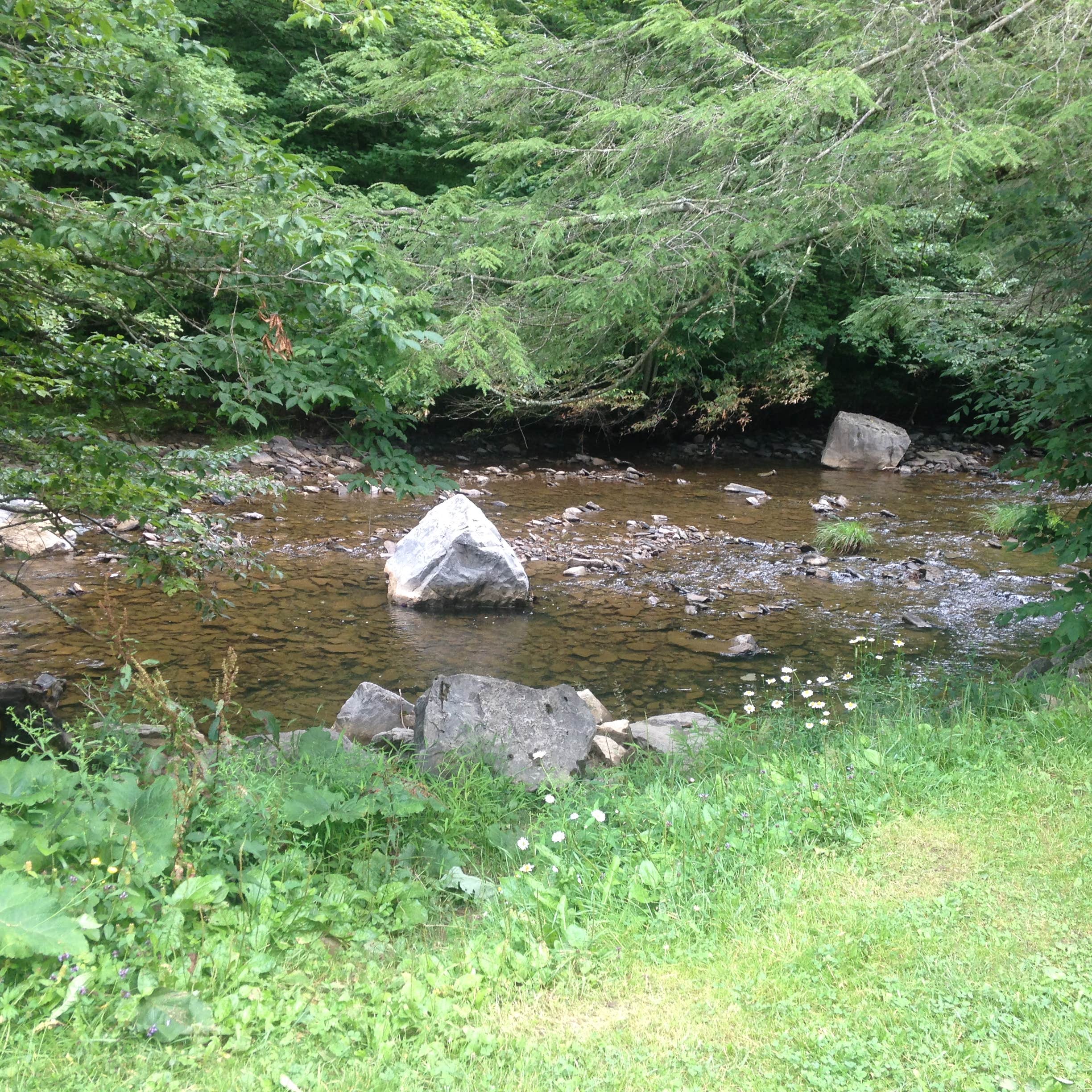 Laurel Fork Campground Camping The Dyrt
