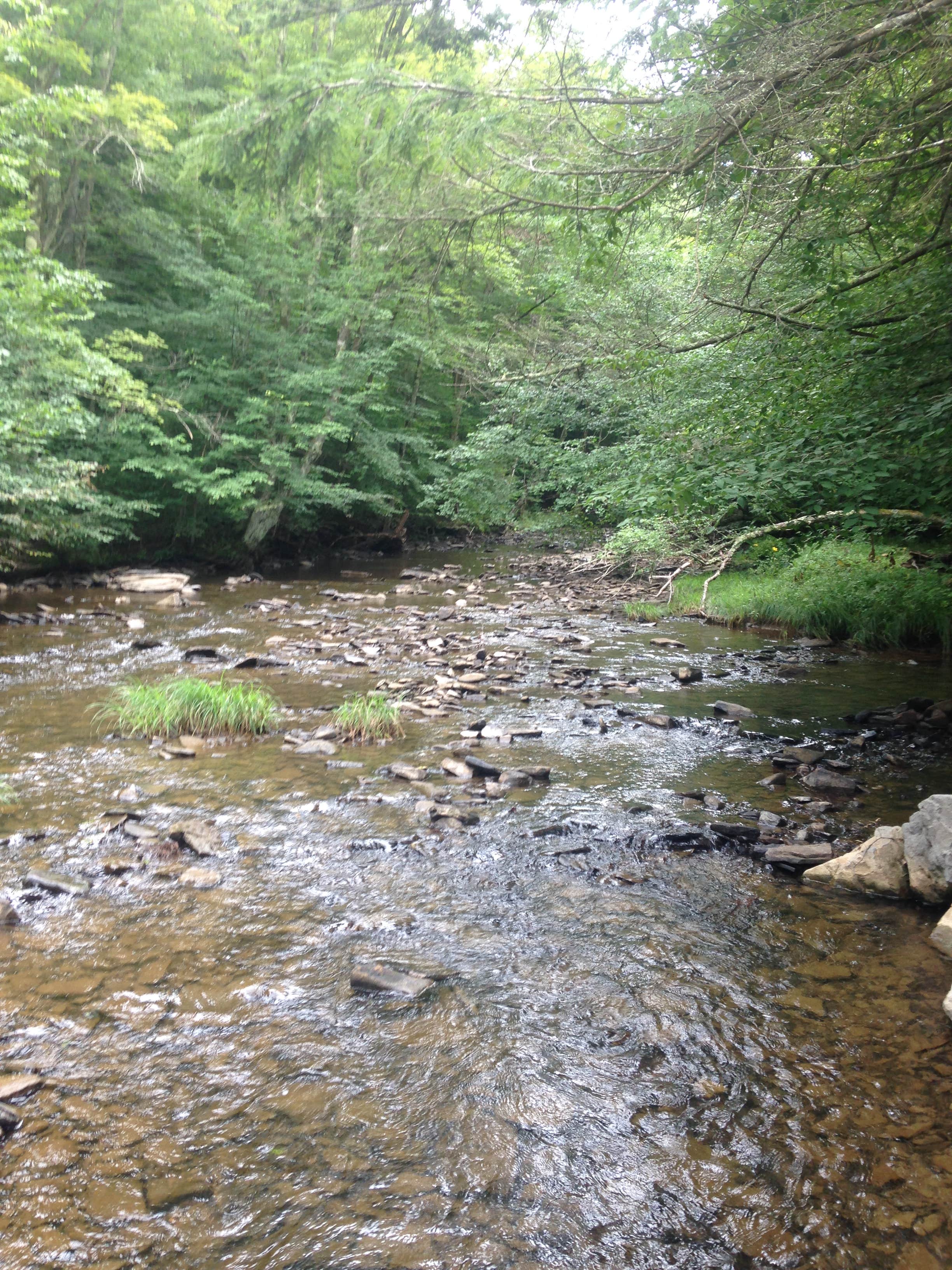 Camper submitted image from Laurel Fork Campground - 2