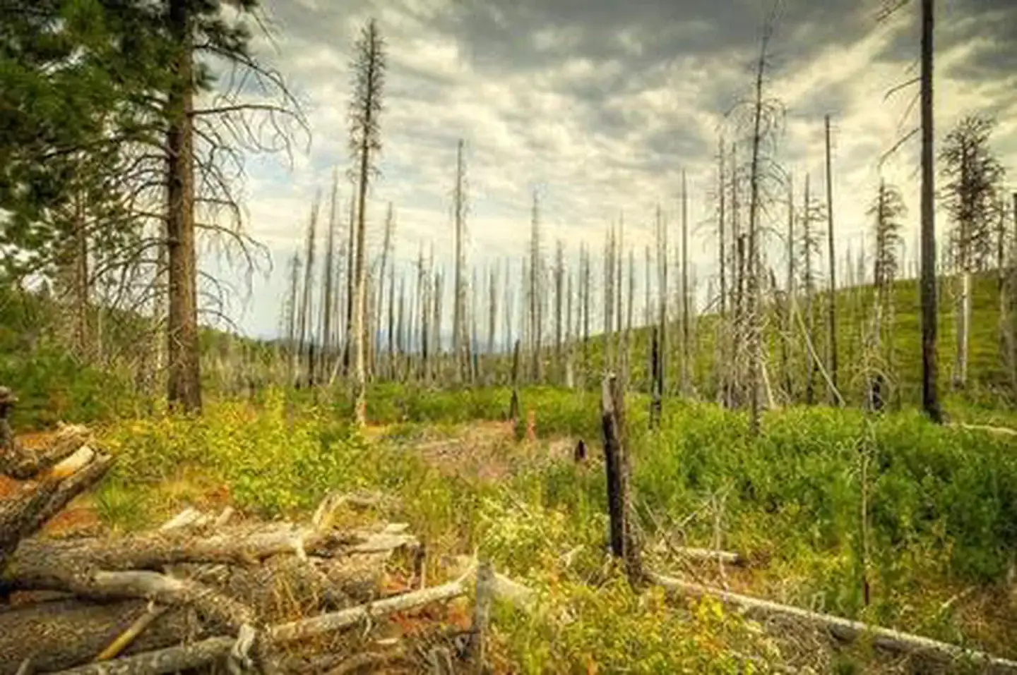 Whispering Pine Horse Camp