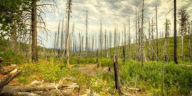 Camper submitted image from Whispering Pine Horse Camp