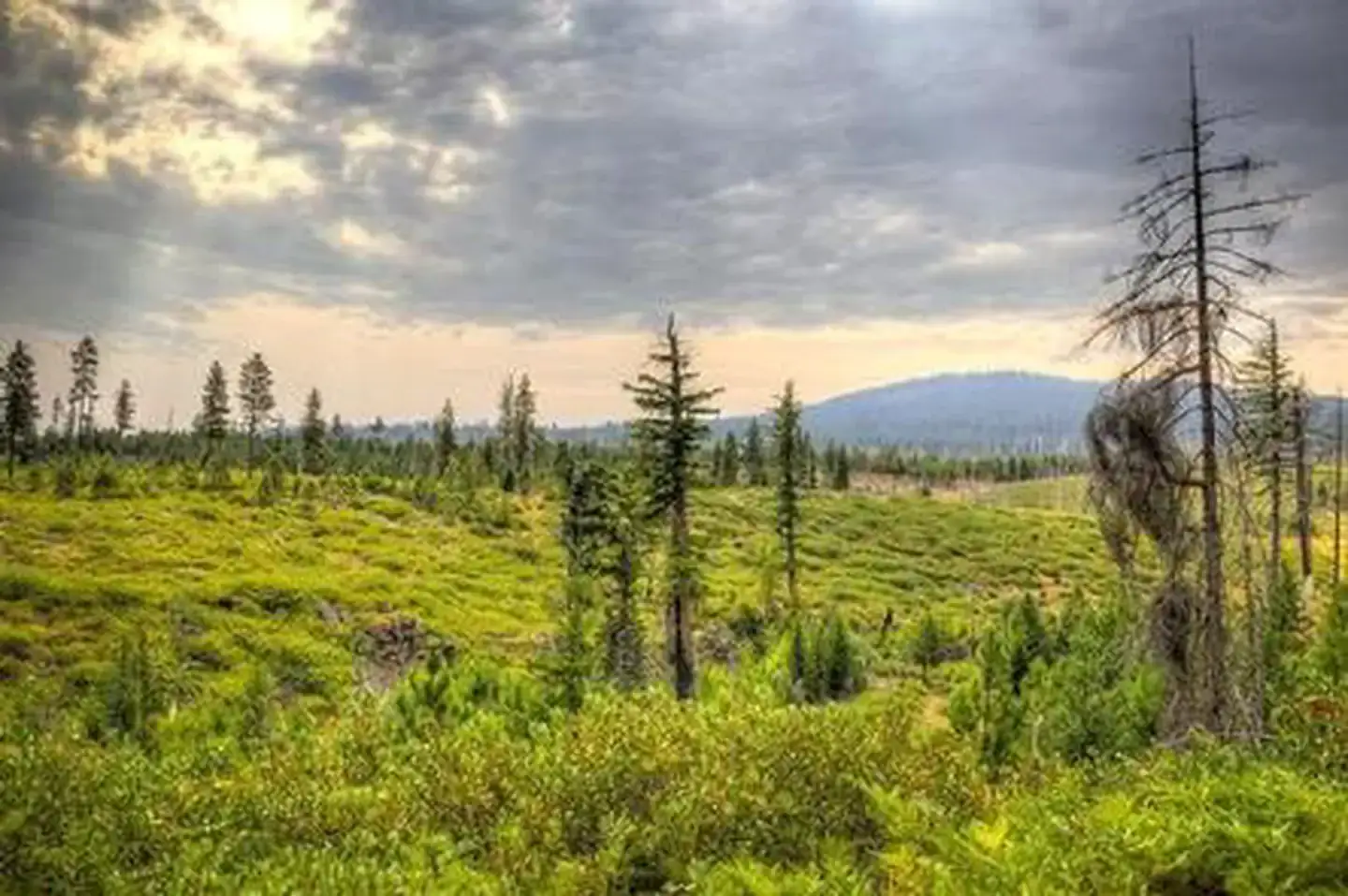 Camper-submitted photo at Whispering Pine Horse Camp near Albany, OR