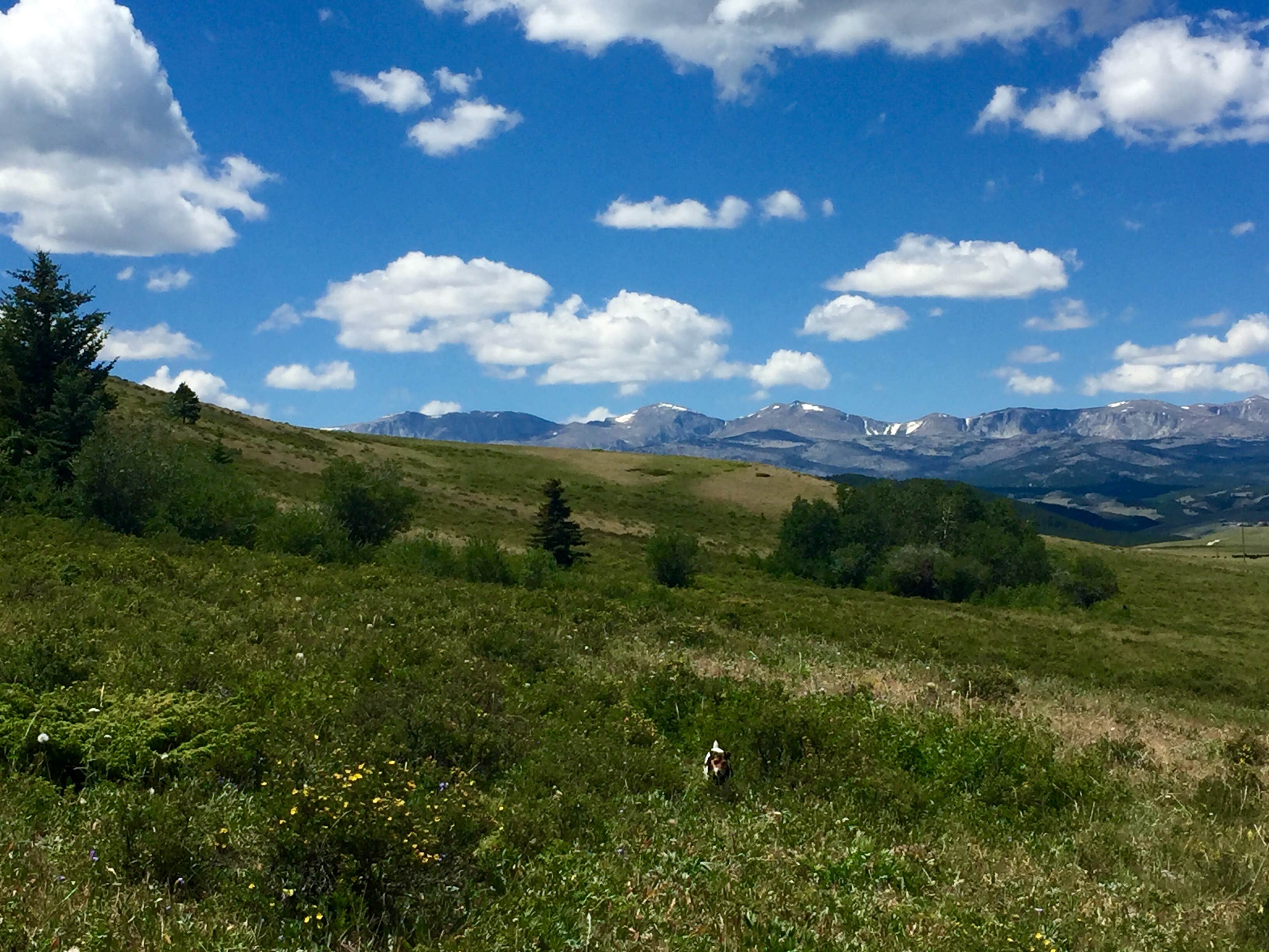 Camper-submitted photo at Indian Campground near Buffalo, WY