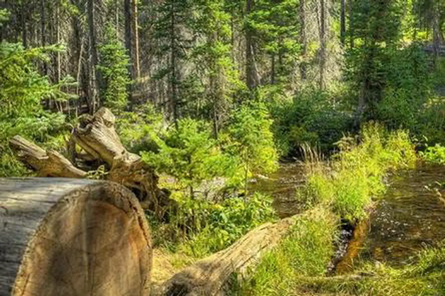 Camper-submitted photo at Jack Creek Campground near Camp Sherman, OR