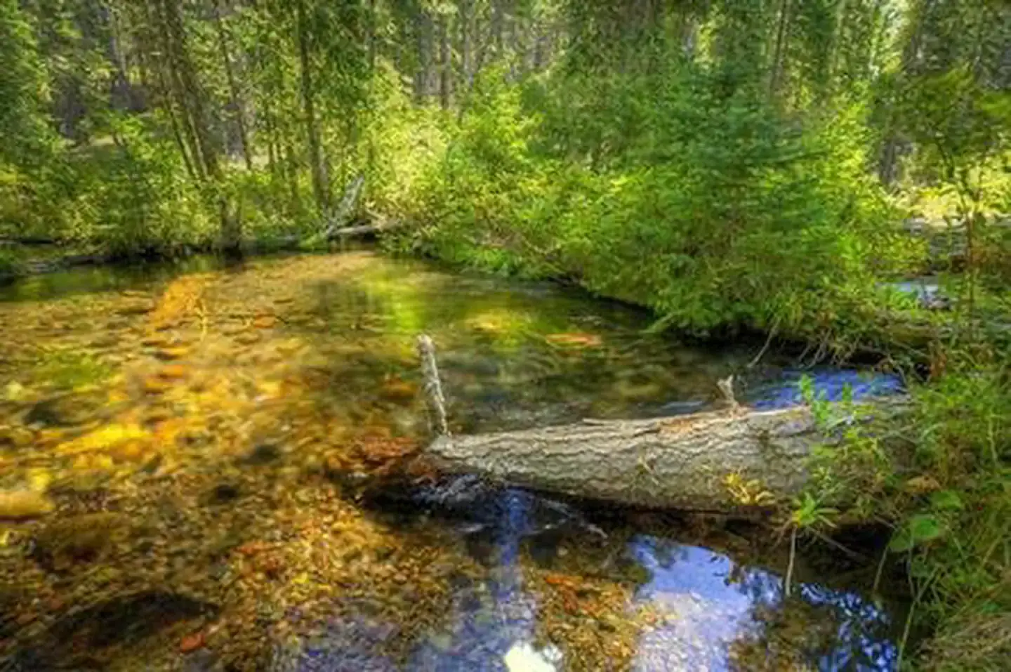 Camper-submitted photo at Jack Creek Campground near Camp Sherman, OR