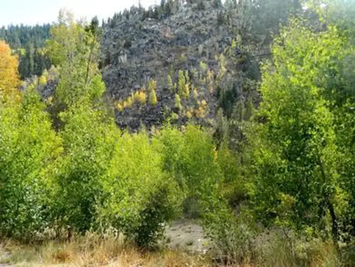 Camper-submitted photo at Kit Carson Campground near Markleeville, CA